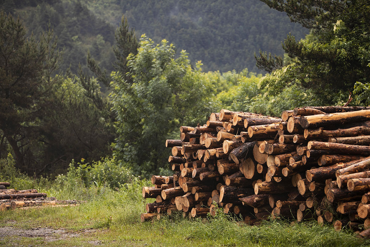Vous consultez actuellement Bac Pro Forêt